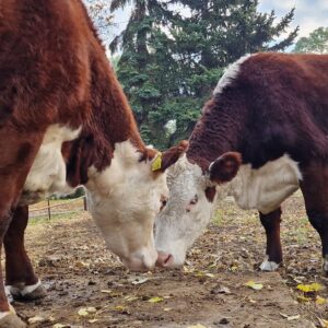 Folwark Brodno's two cows facing each other head