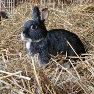 Folwark Brodno's rabbit sitting in straw