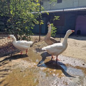 Folwark Brodno's geeses walking in mud