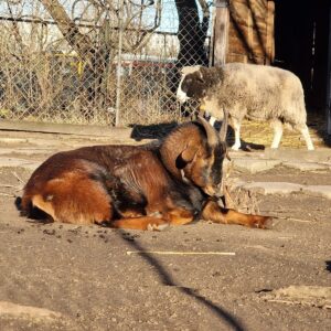 Folwark Brodno's goat and sheep laying in the sun