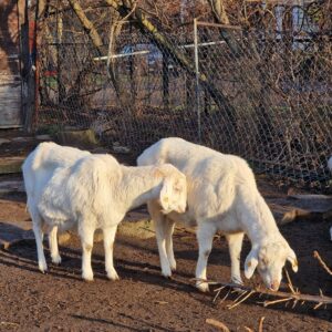 Folwark Brodno's goats side by side