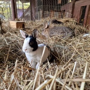 Folwakr Brodno's rabbit in straw