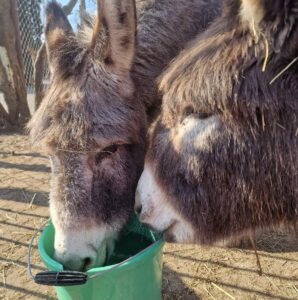Folwark Brodno's donkeys eating from a green bucket