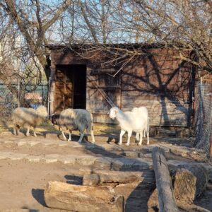 Folwark brodno's sheeps walking, sunny day