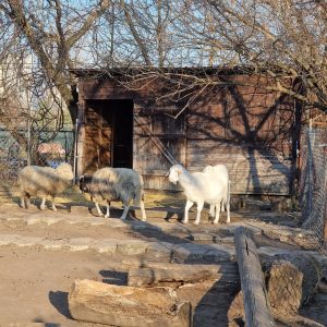 Folwark brodno's sheeps walking, sunny day