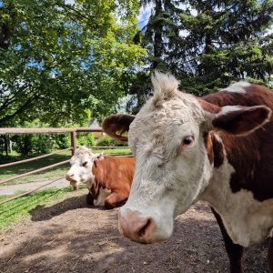 Folwark Brodno's two cows